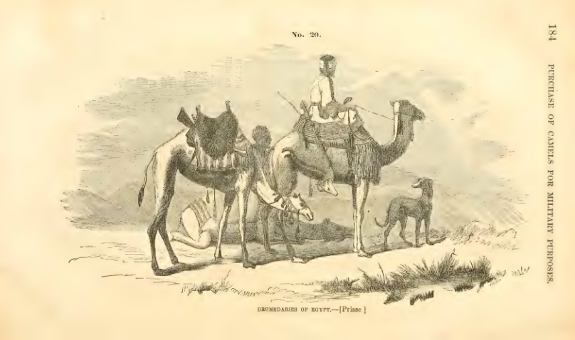 An example of what a camel drive may look like. Source: United States Secretary of War, Jefferson Davis. *Information Respecting the Purchase of Camels for the Purpose of Military Transportation.* Washington D.C: A. O. P. Nicholson, printer. March 15, 1899. 184